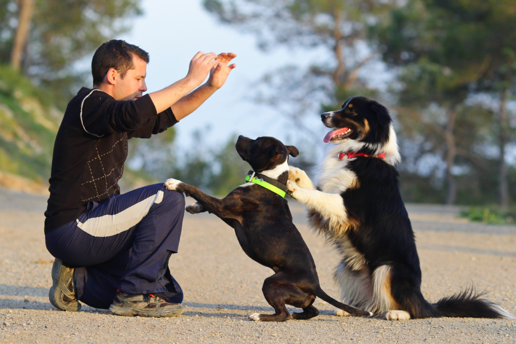 hundetrainer mit zwei hunde