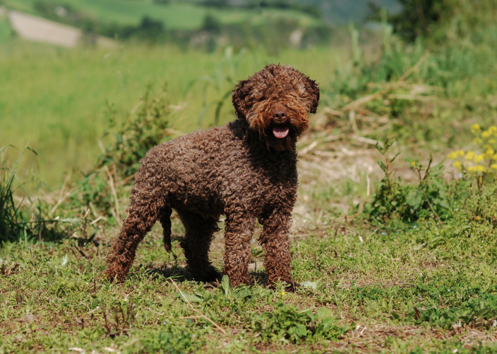 Lagotto Romagnolo Charakter, Haltung & Pflege zooplus Magazin