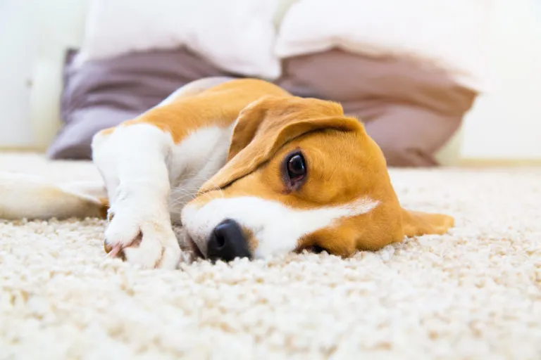 verstopfung beim hund