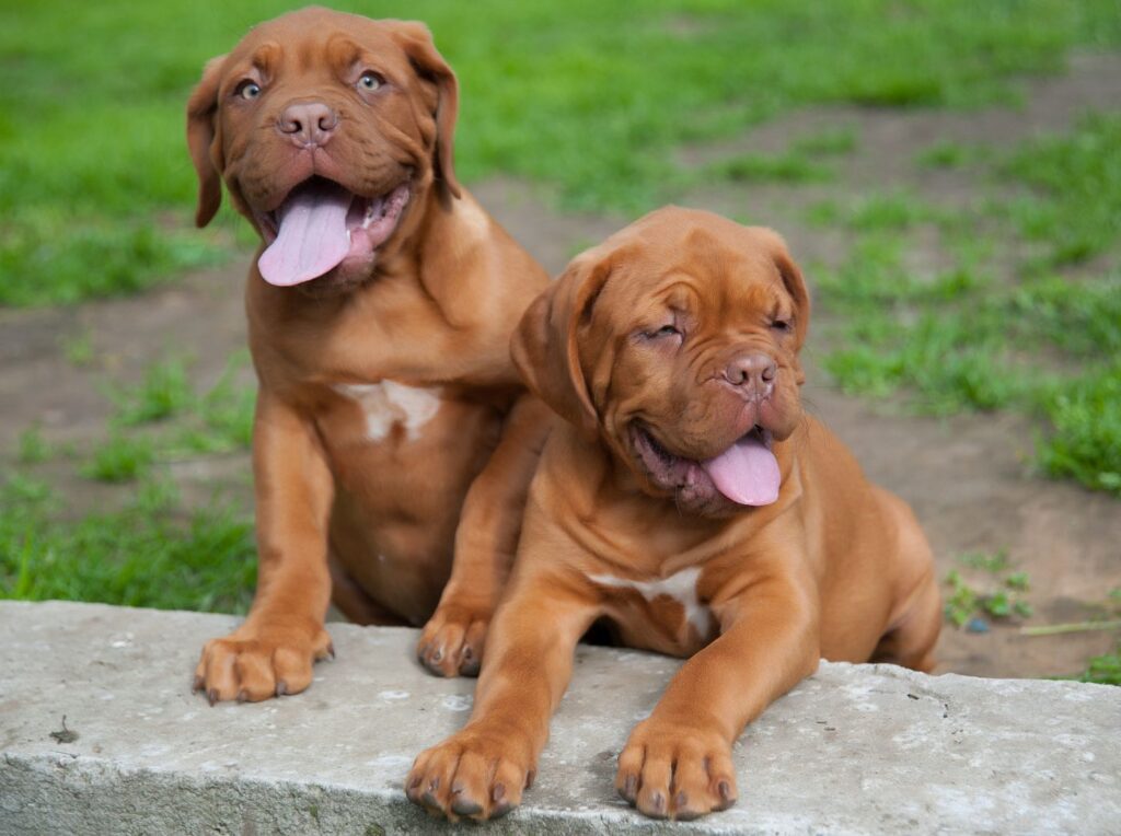 zwei bordeaux doggen welpen im freien