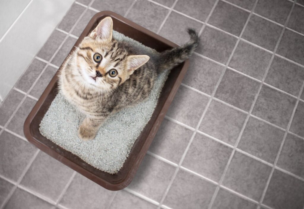 Kleines Kätzchen sitzt auf dem Katzenklo Kleine Katze auf Katzenklo