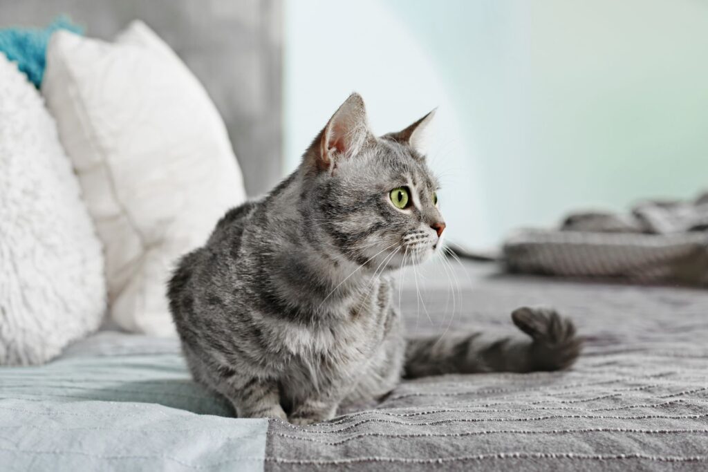 Katze sitzt bequem auf dem Bett Katze auf dem Bett
