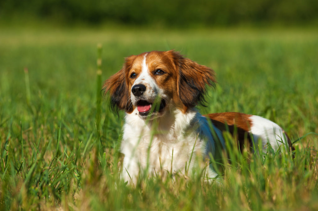 Kooikerhondje liegt in einer Wiese