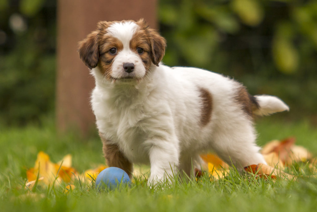 Kooikerhondje welpe