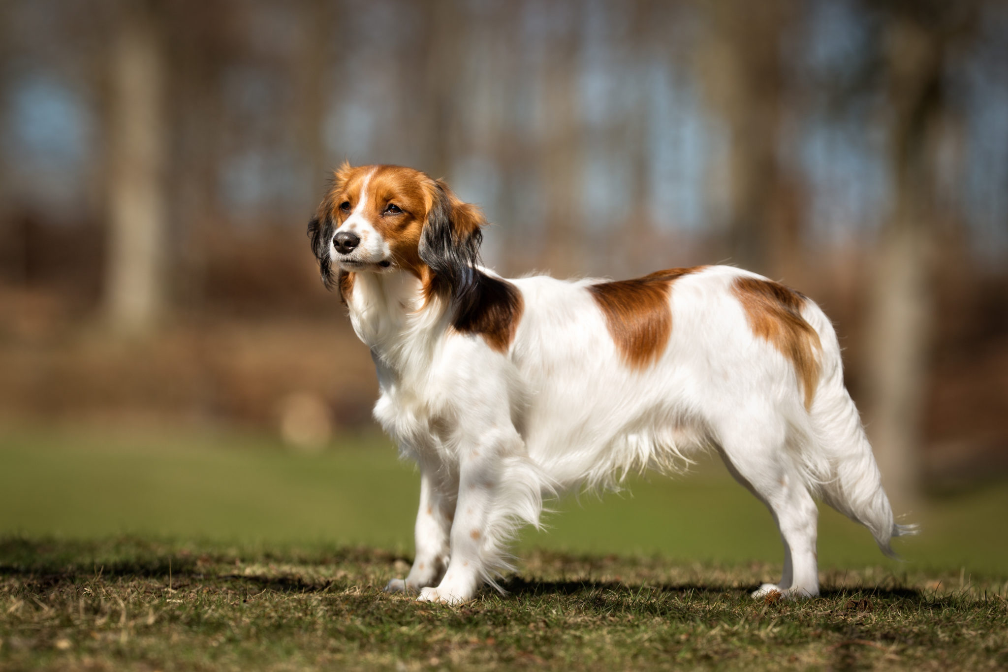 https://www.zooplus.de/magazin/wp-content/uploads/2018/12/Kooikerhondje.jpeg