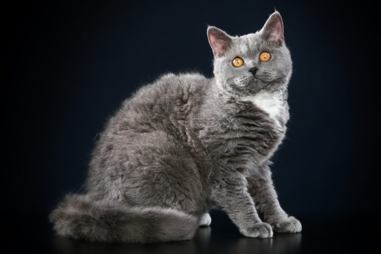 Selkirk Rex katze