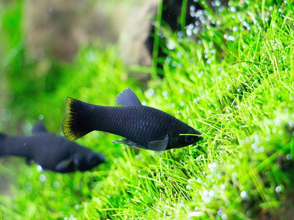 60l aquarium für anfängerfische Die besten