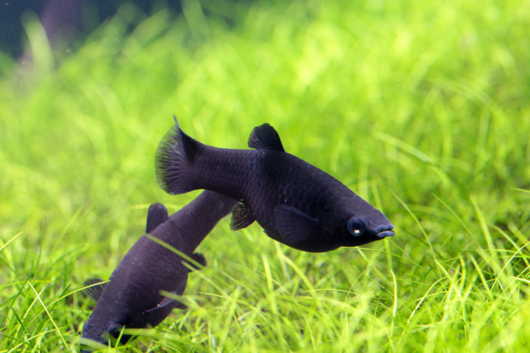 black molly fische