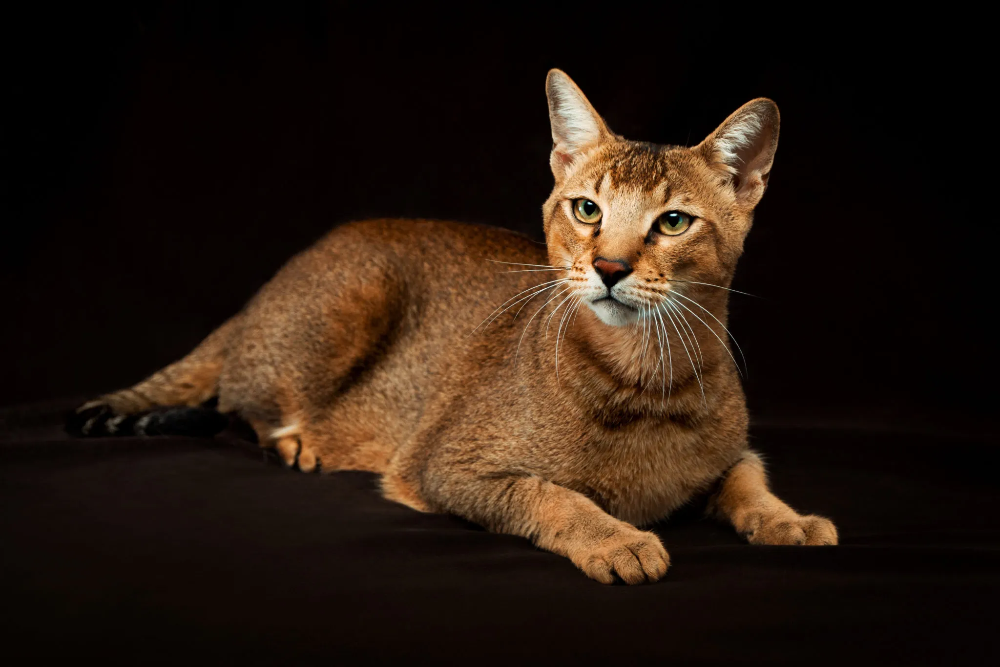 chausie