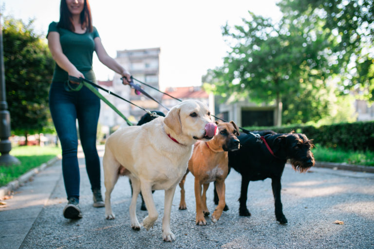 dogwalker werden