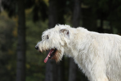 Hund hustet: Ursachen und Behandlung | zooplus Magazin