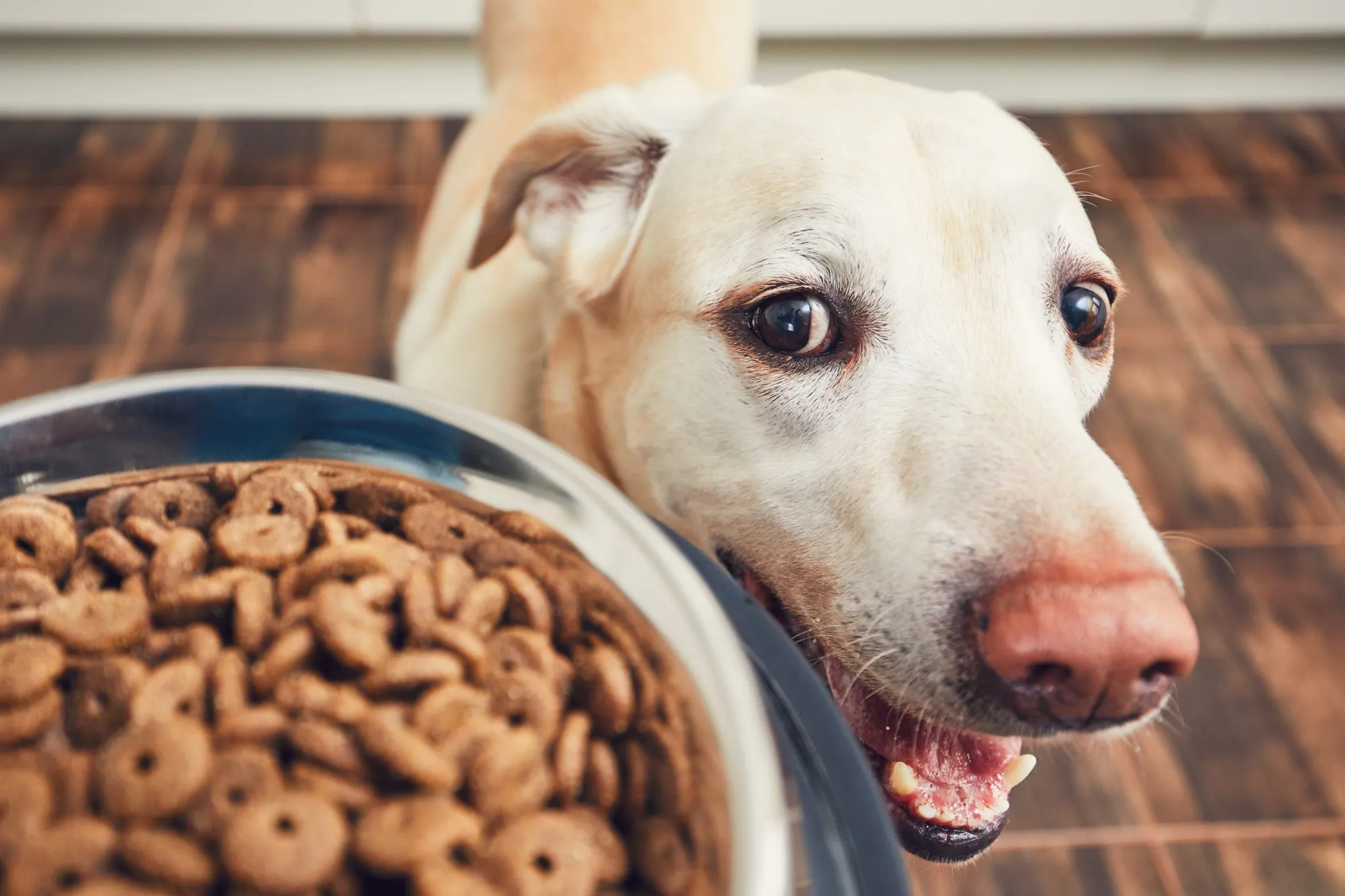 Ratgeber: Hundefutter mit hohem Fleischanteil | Tierrztin erklrt