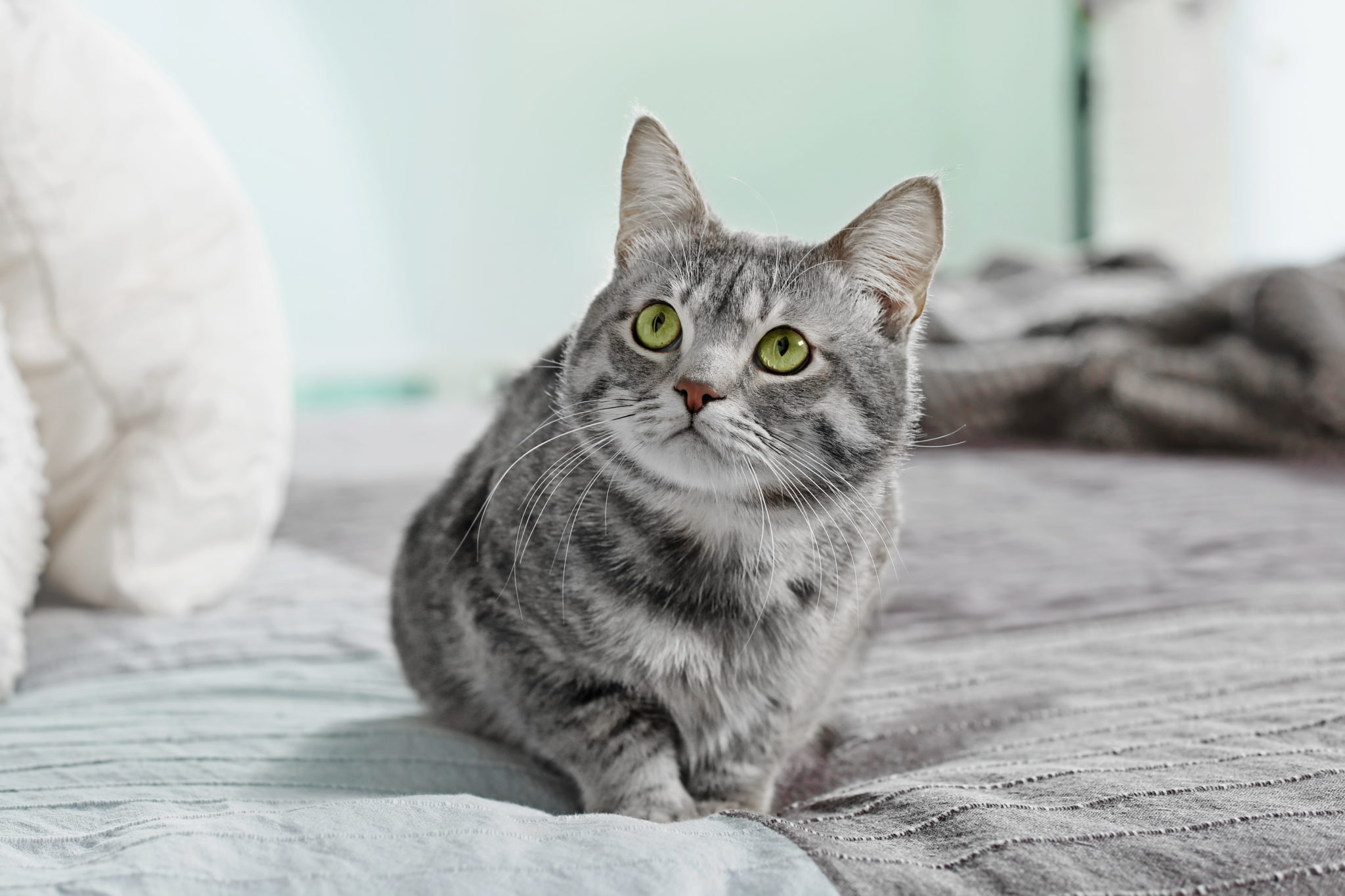 Hilfe Meine Katze Pinkelt Ins Bett Ursachen Lösungen