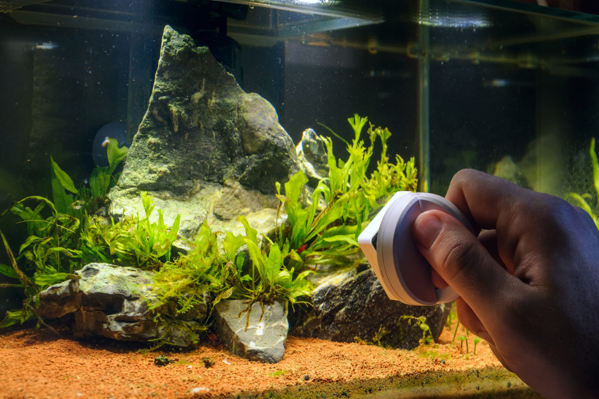 Was Tun Gegen Pinselalgen Im Aquarium