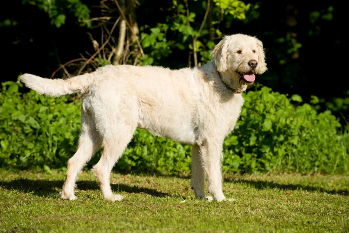 Labradoodle im Freien