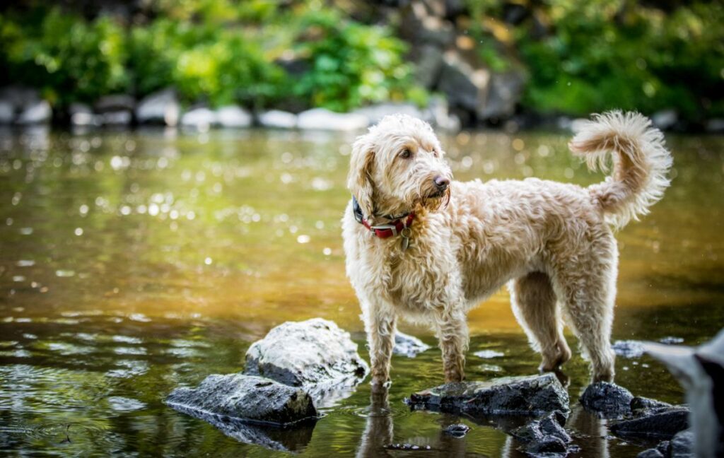 Labradoodle am Wasser