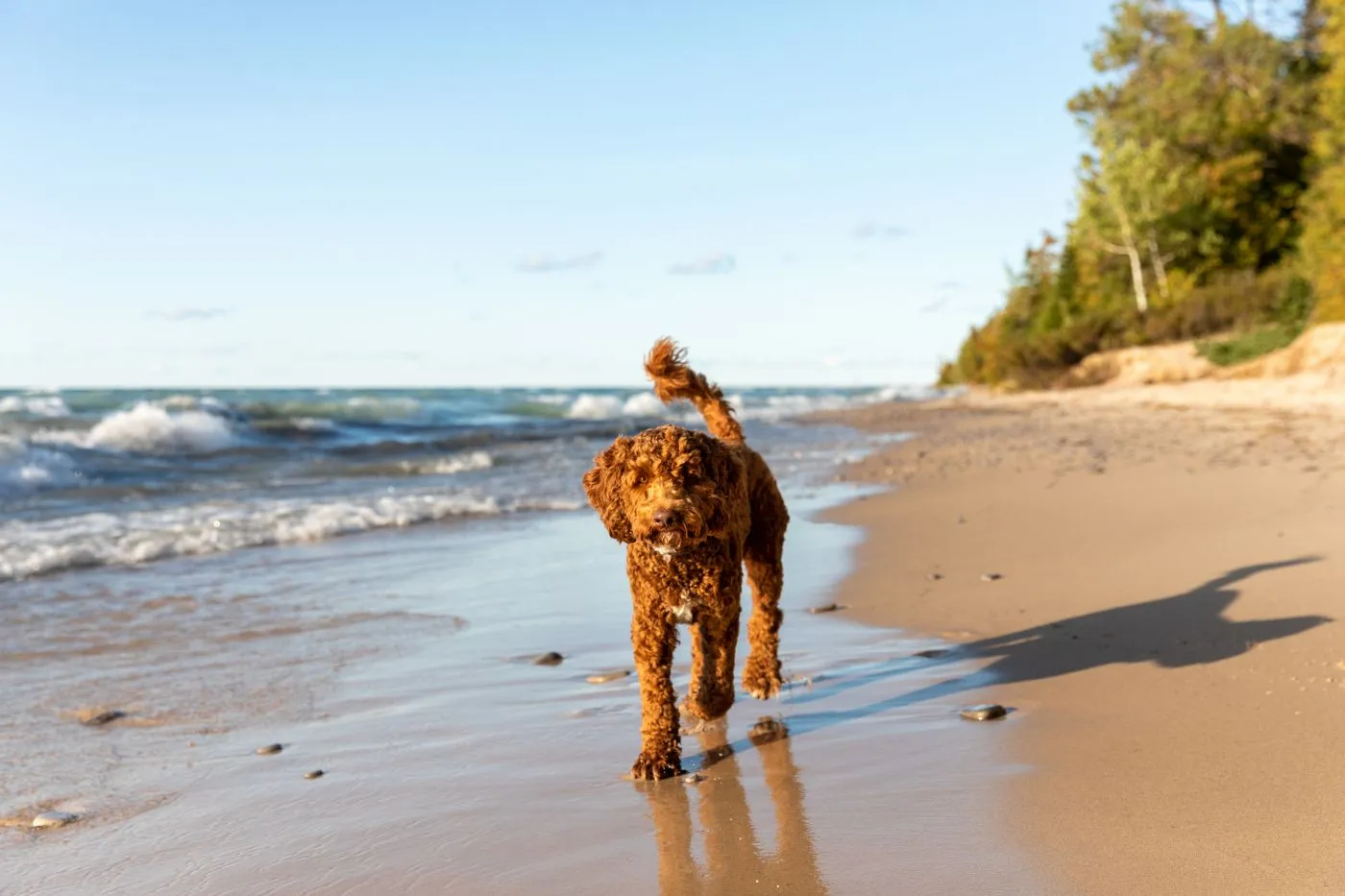Labradoodle am Strand
