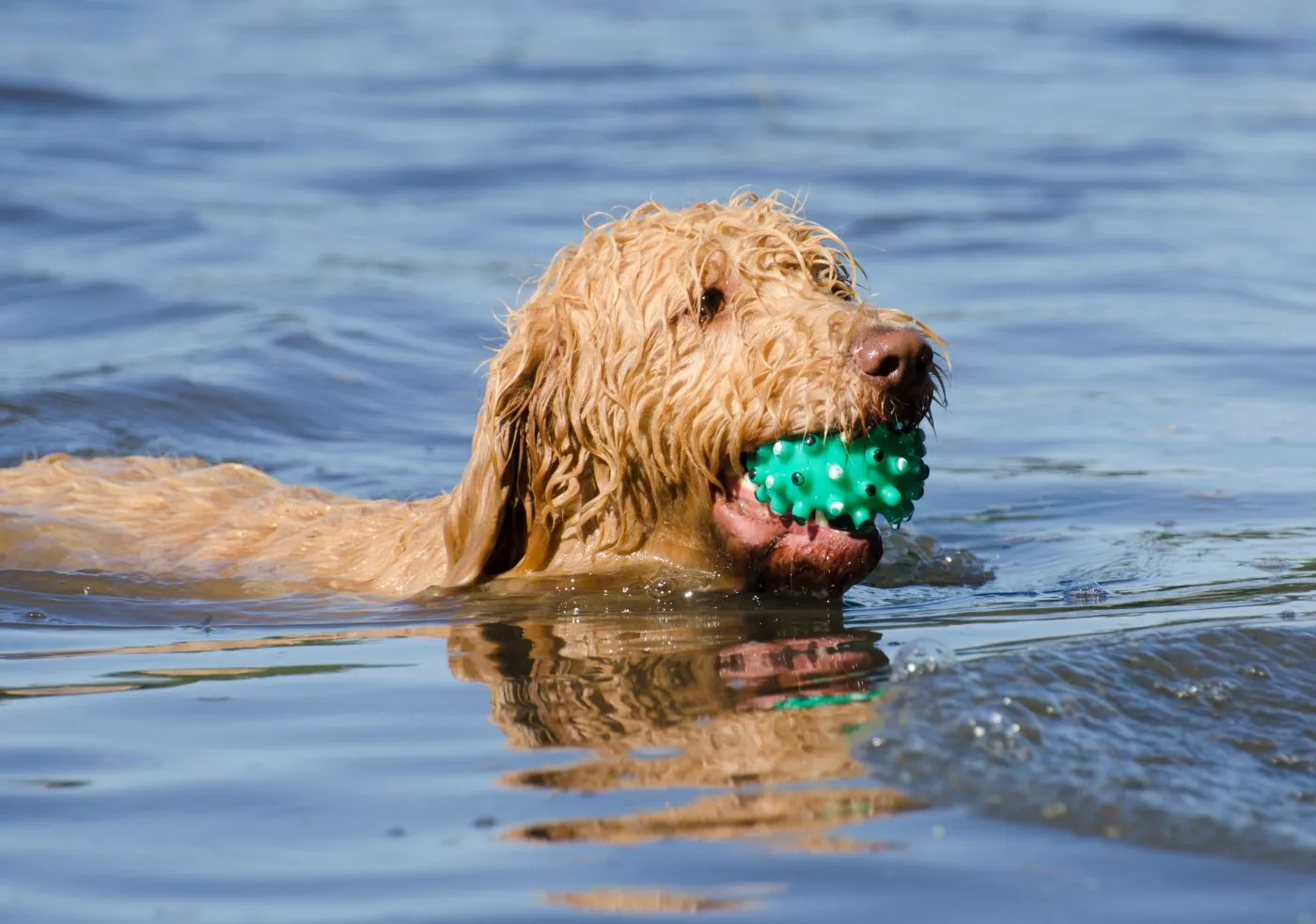 Labradoodle schwimmt mit Ball im Maul durchs Wasser