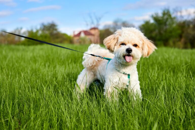 Maltipoo