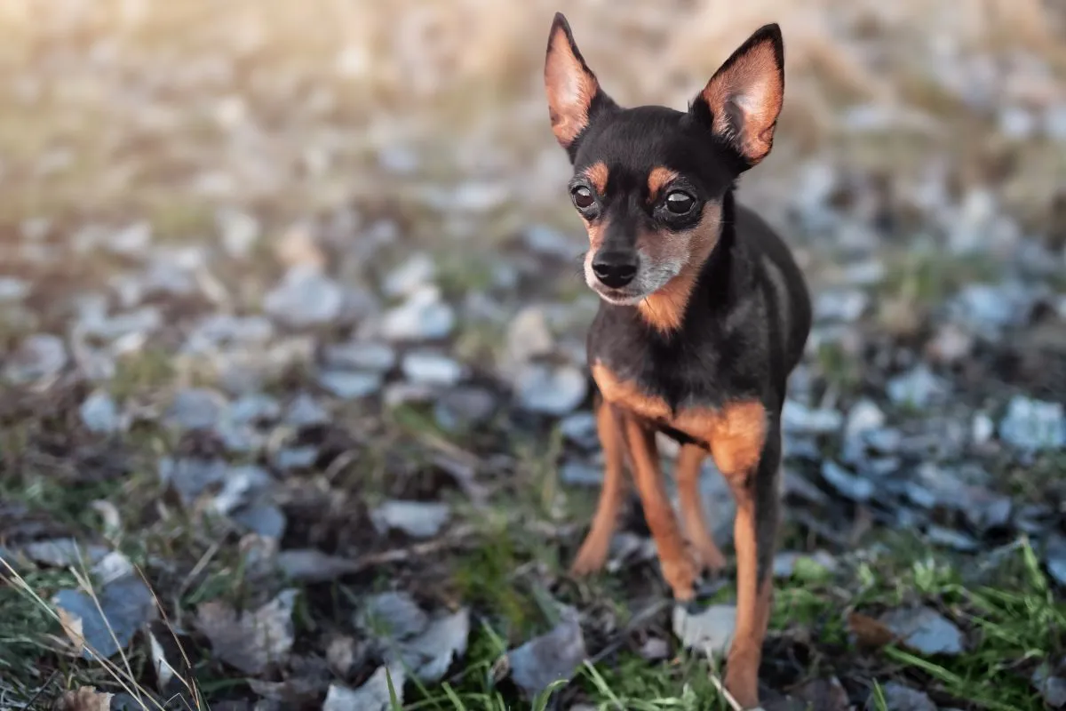 Prager Rattler Aussehen