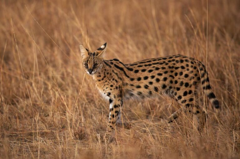 Serval in Savanne