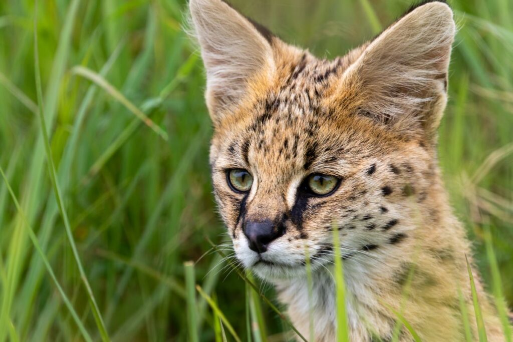 Serval sitzt im Gras nahaufnahme serval im gras