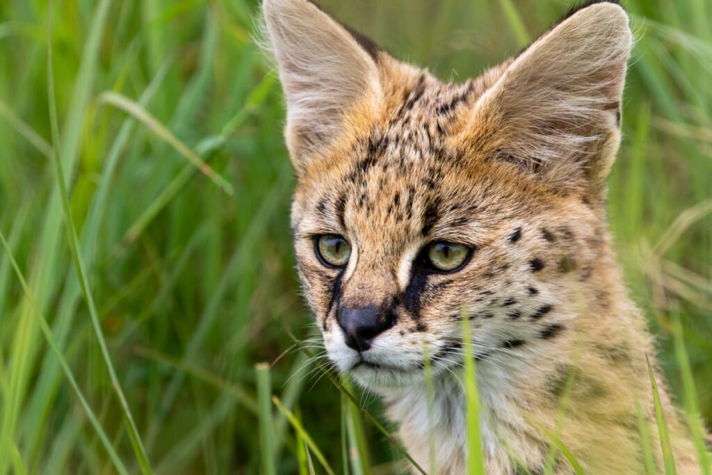 nahaufnahme serval im gras