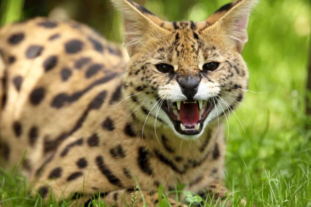 Serval im Gras faucht in die Kamera Serval faucht