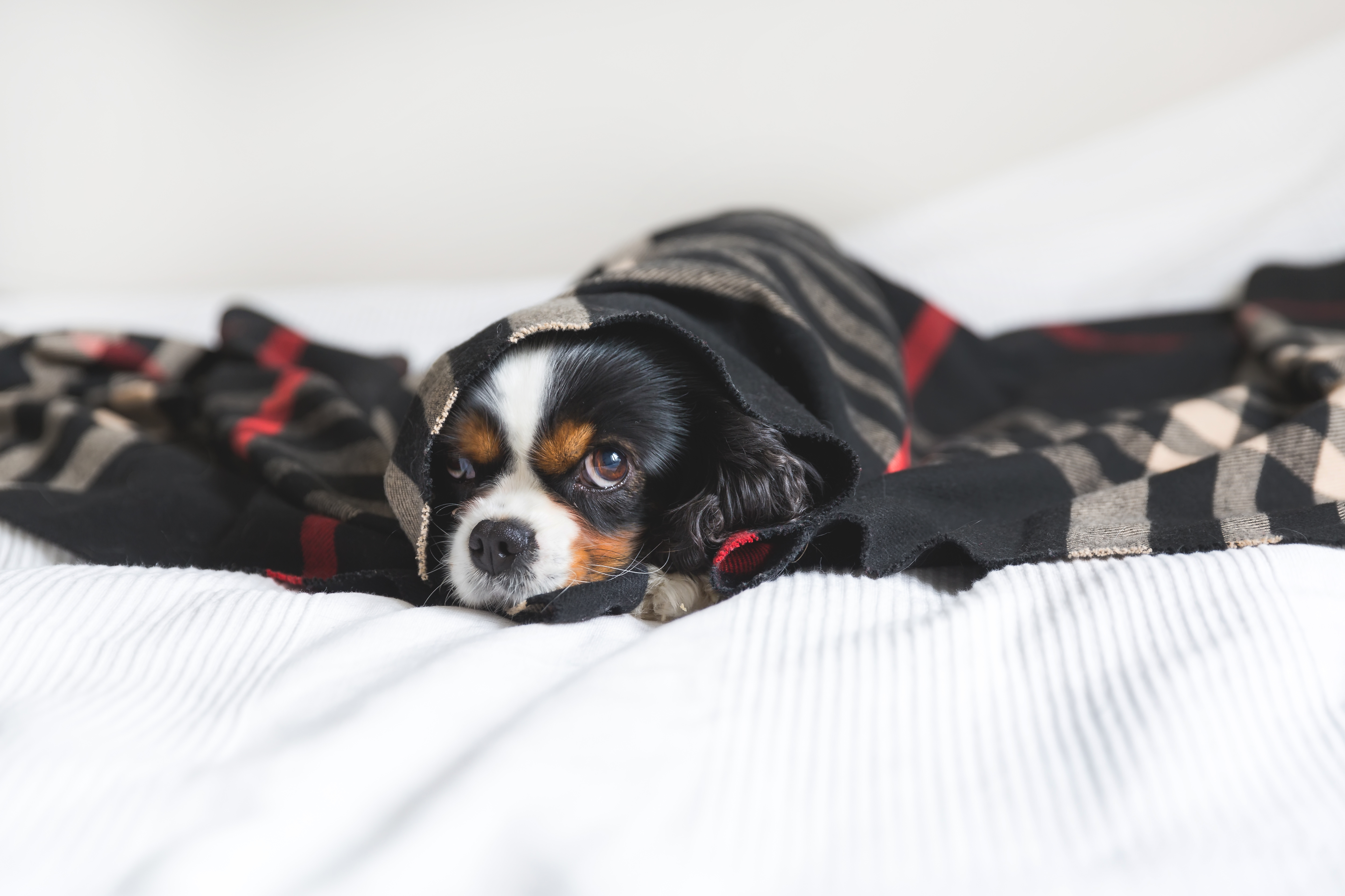 Hund Läuft Treppe Nicht Mehr Runter