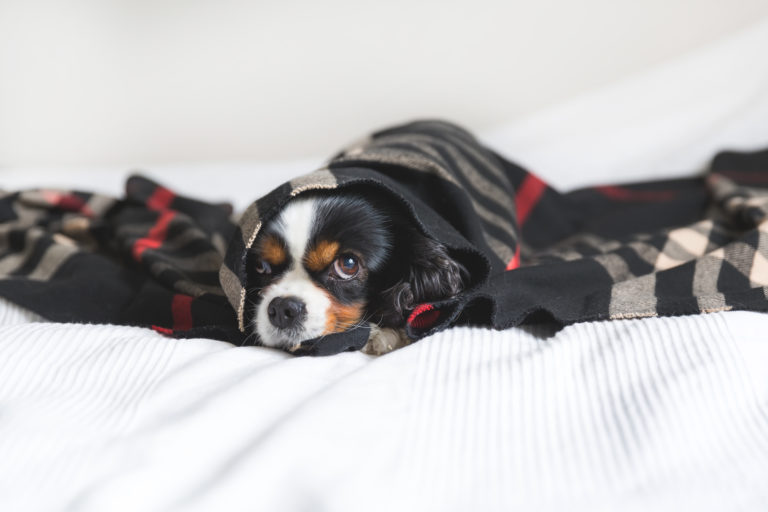 Unterkühlung beim Hund