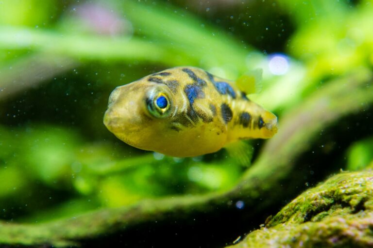 Erbsenkugelfisch schwimmt im Aquarium