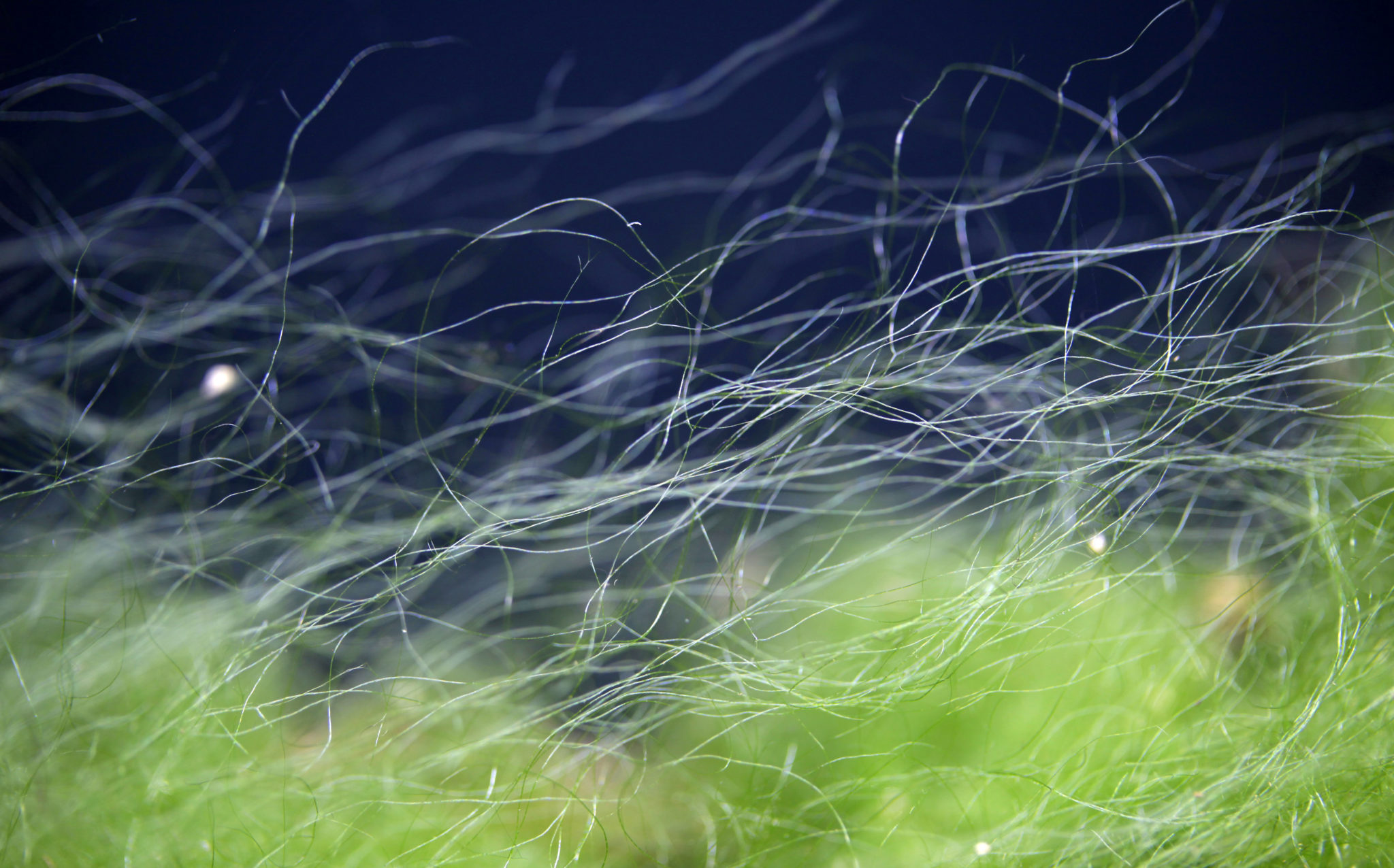 Fadenalgen im Aquarium bekämpfen zooplus Aquaristik Magazin