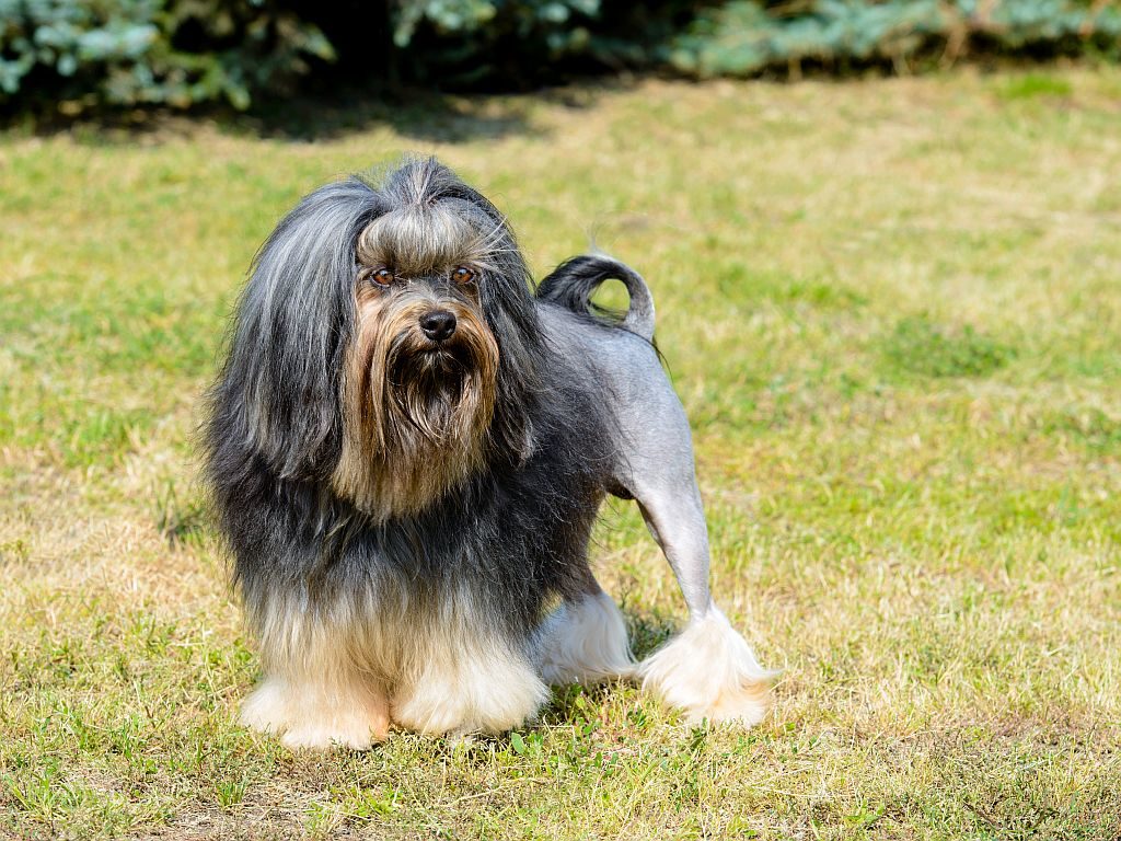 löwchen gesicht