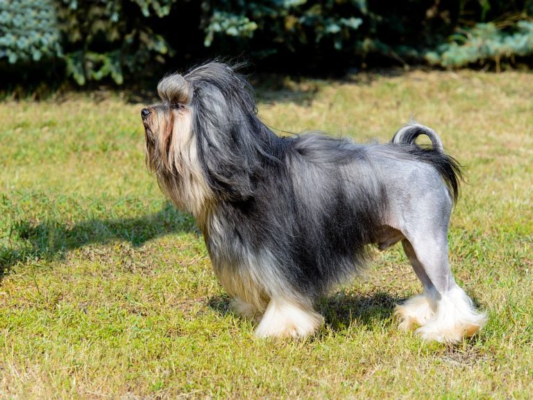 Hund Mit Pony Frisur Wheretobuyhooverh30600
