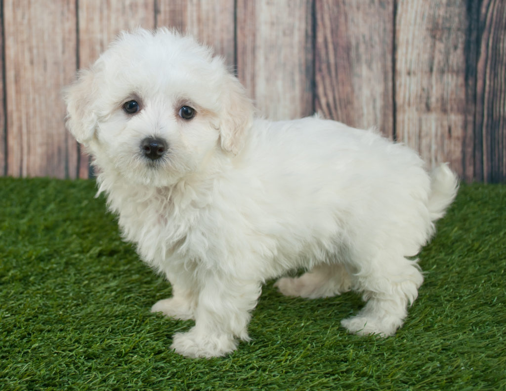 Maltipoo Charakter Haltung Pflege Rassebeschreibung Zooplus