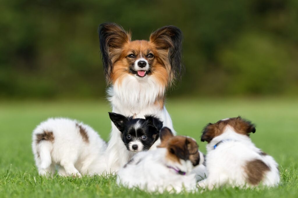 papillon hund mit welpen