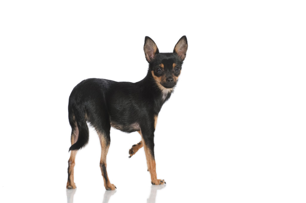 Prager Rattler Charakter, Haltung &amp; Pflege Rassebeschreibung zooplus