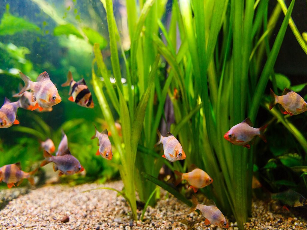 zierfische im aquarium