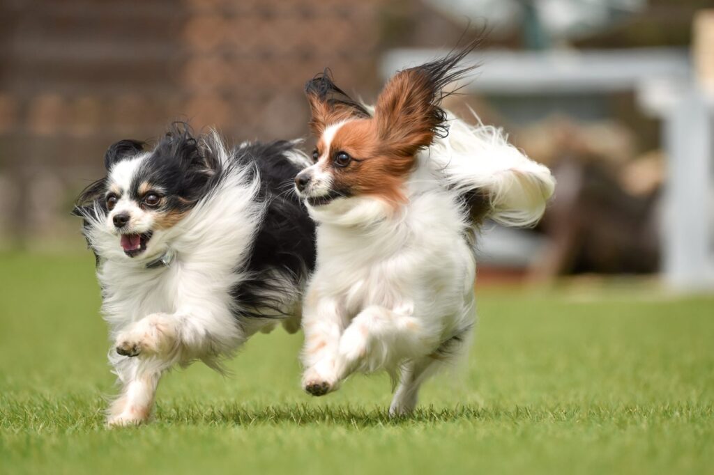 zwei spielende papillon hunde