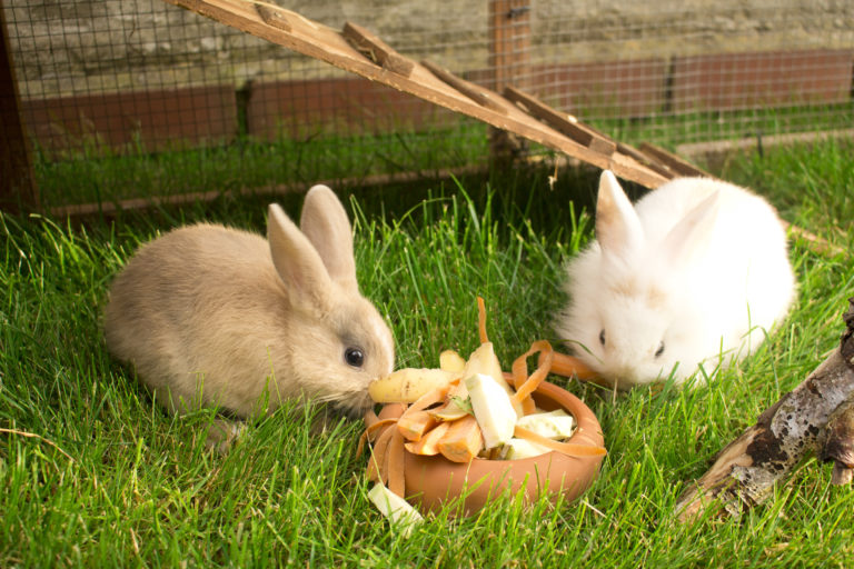 Zwergkaninchen Charakter, Haltung, Ernährung & Pflege zooplus