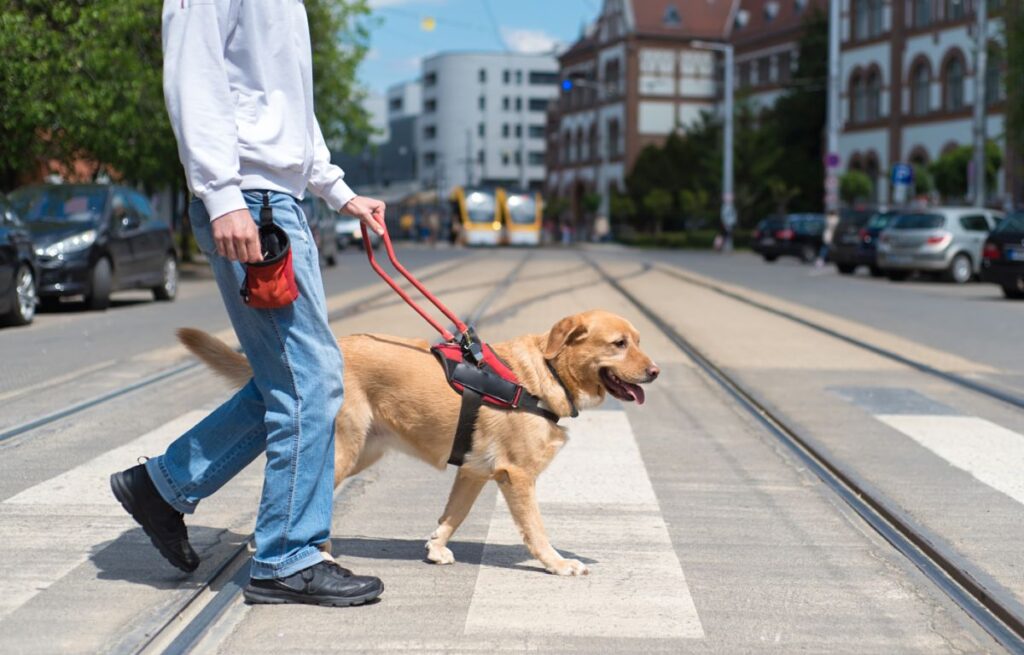 Blindenführhund hilft seinem Herrchen über die Straße Blindenführhund