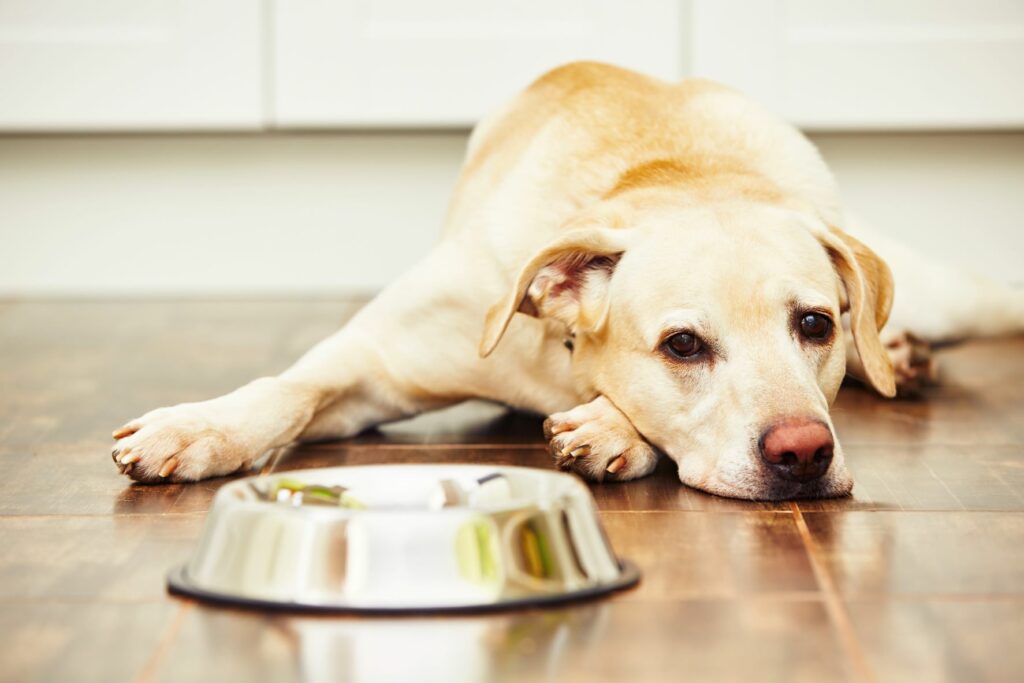 Hund erbricht Ursachen & Behandlung zooplus Magazin
