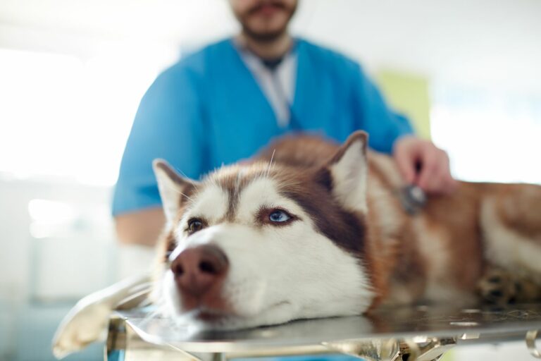 Hund erbricht Tierarzt