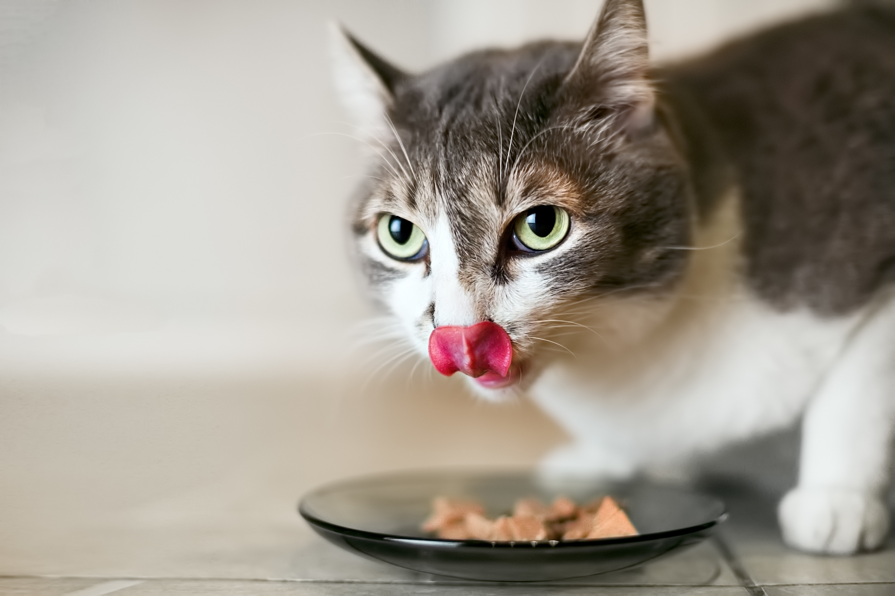 Katzenernährung Ohne Getreide Braucht Meine Katze