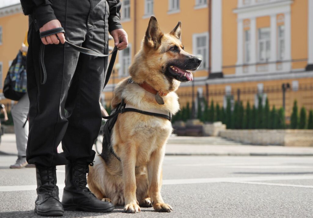 Polizeihund sitzt an der Seite seines Herrchens Polizeuhund