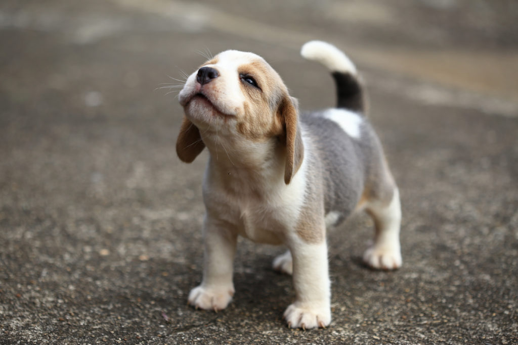 beagle welpe
