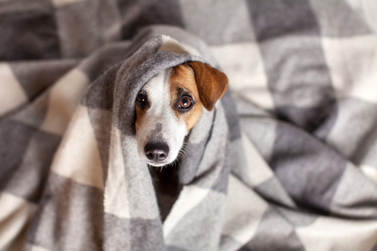 erkältung beim hund erkältung beim hund