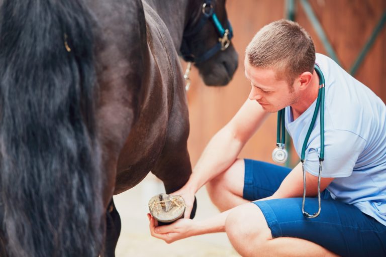 hufkrankheiten Pferd mit Tierarzt