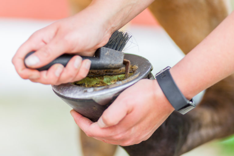 hufpflege Hufgeschwür beim Pferd