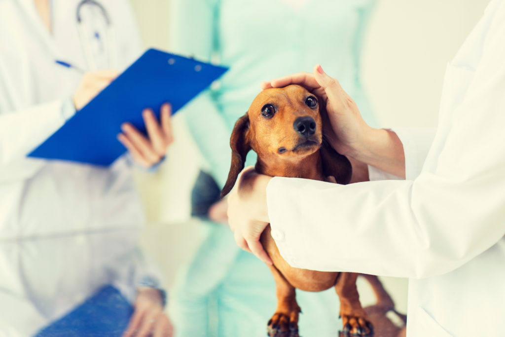 Mein Hund erbricht Ursachen, Behandlung & Vorbeugen zooplus